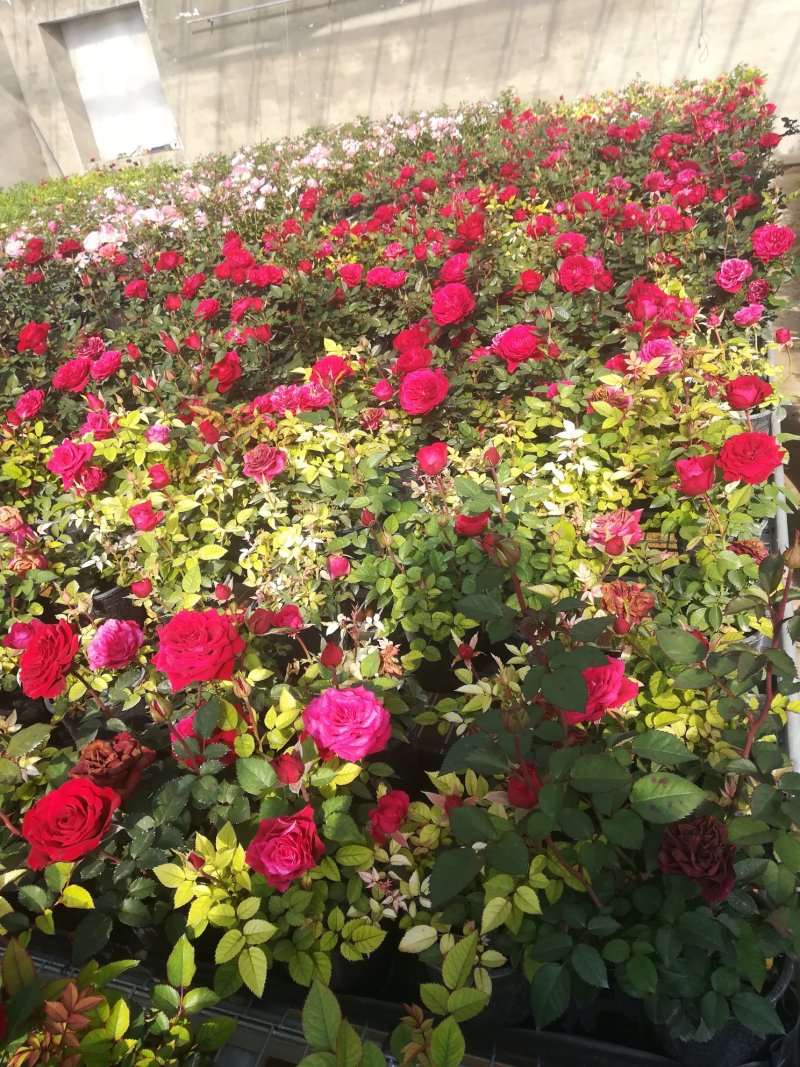 钻石玫瑰🌹长寿花