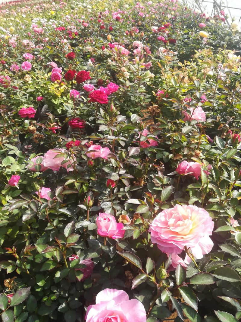 钻石玫瑰🌹长寿花