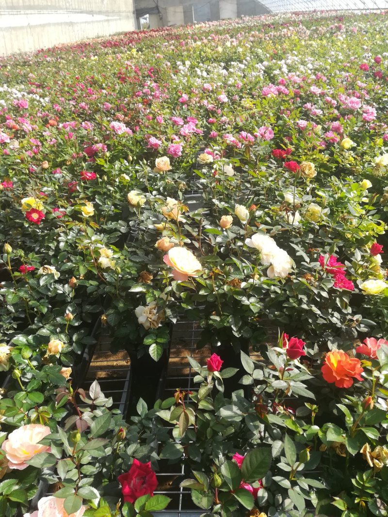 钻石玫瑰🌹长寿花