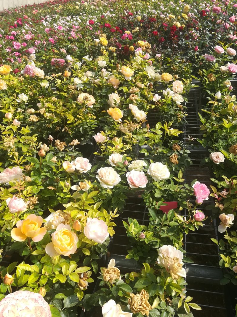 钻石玫瑰🌹长寿花