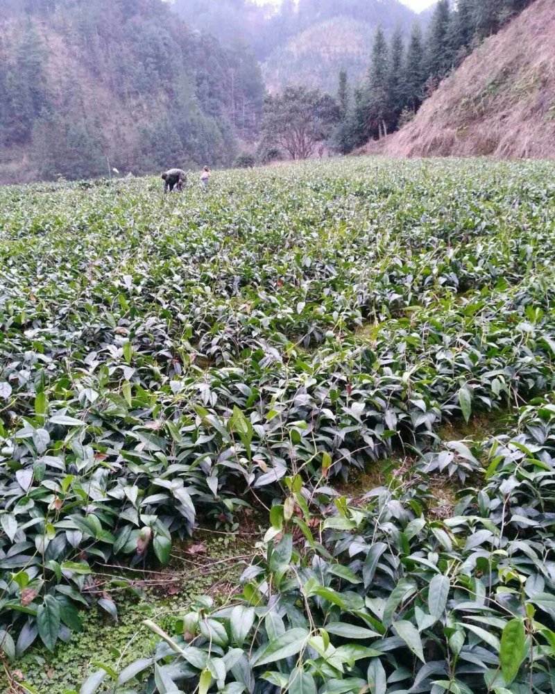 布福娜苗黑老虎提供技术终身售后魔鬼水果