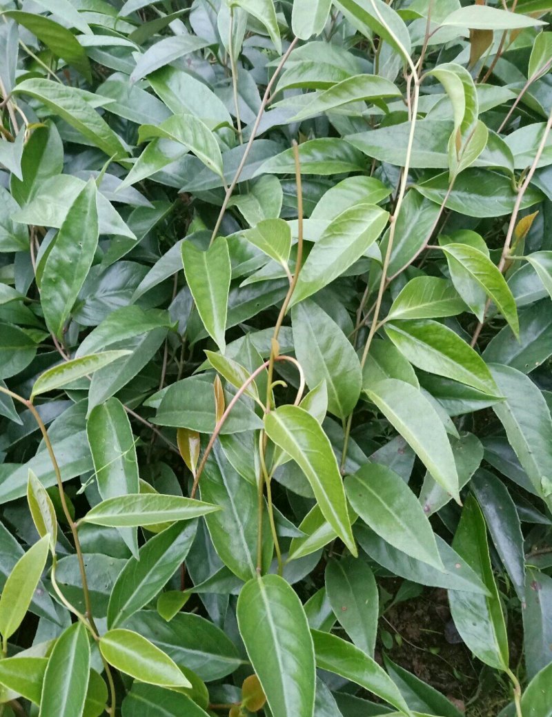 布福娜苗黑老虎提供技术终身售后魔鬼水果