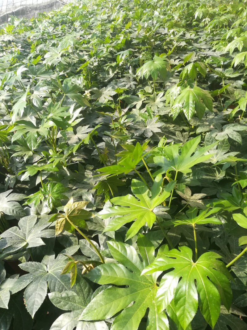 红豆杉、八方来财