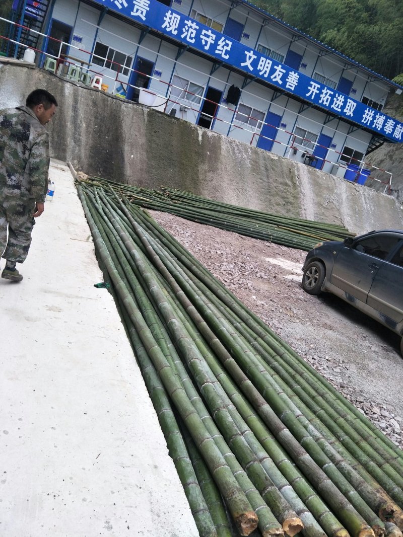 长期出售各种竹子楠竹金竹大小都有