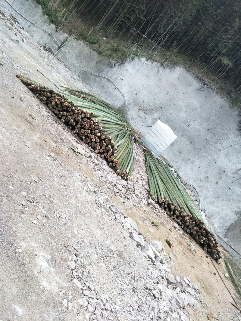 长期出售各种竹子楠竹金竹大小都有