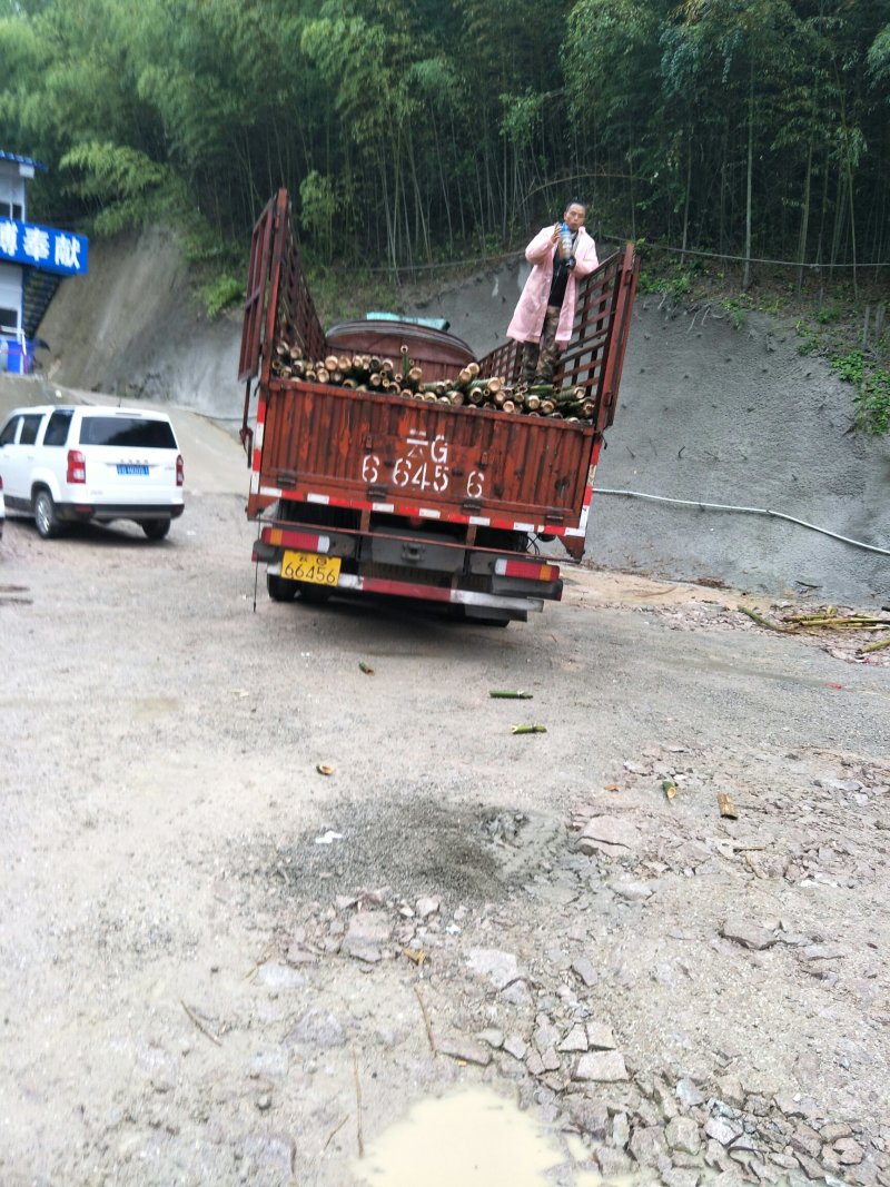 长期出售各种竹子楠竹金竹大小都有