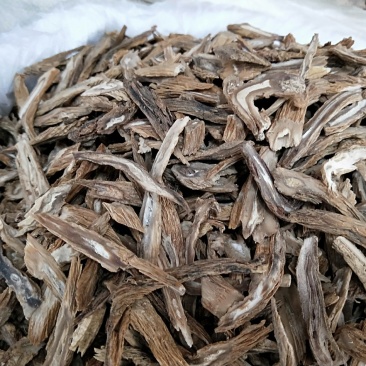 百部为多年生草本，地下簇生纺锤状肉质块根，茎上部攀援