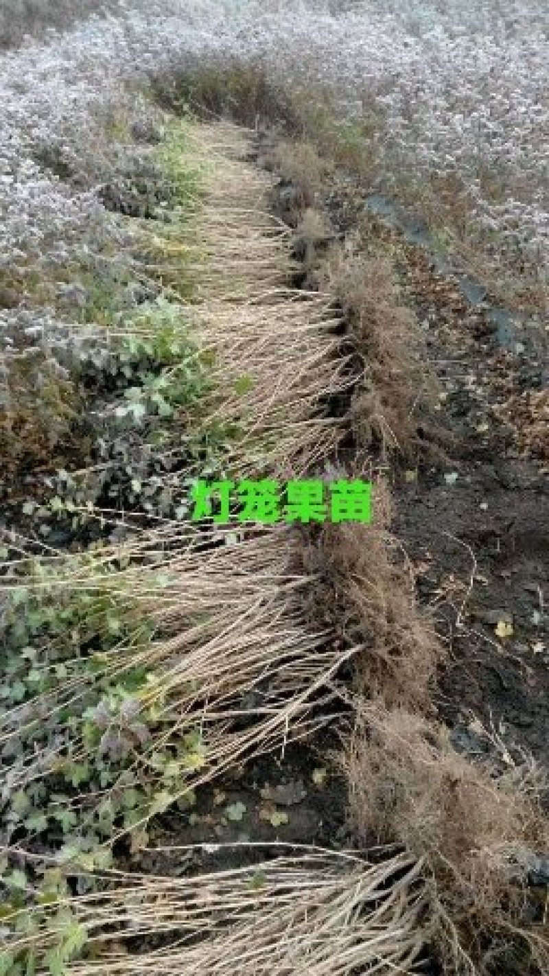 灯笼果苗。吉林基地直发。包技术。包成活率。品种好。服务好