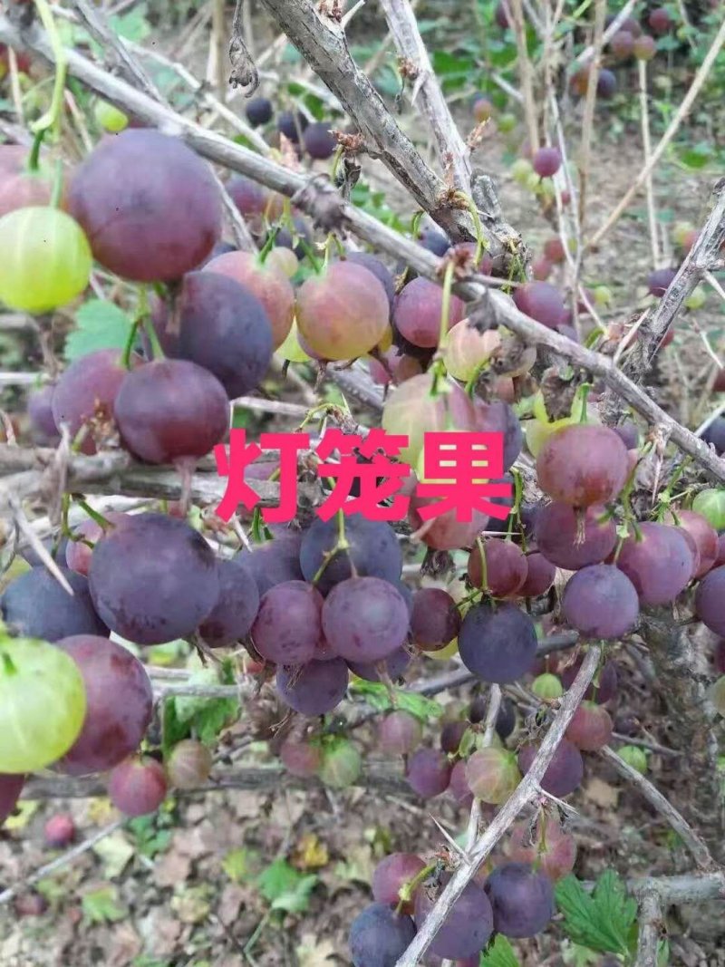 灯笼果苗。吉林基地直发。包技术。包成活率。品种好。服务好