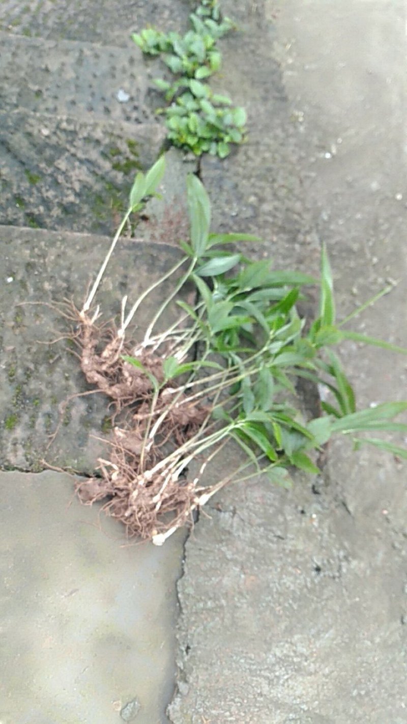 野生多花黄精种苗