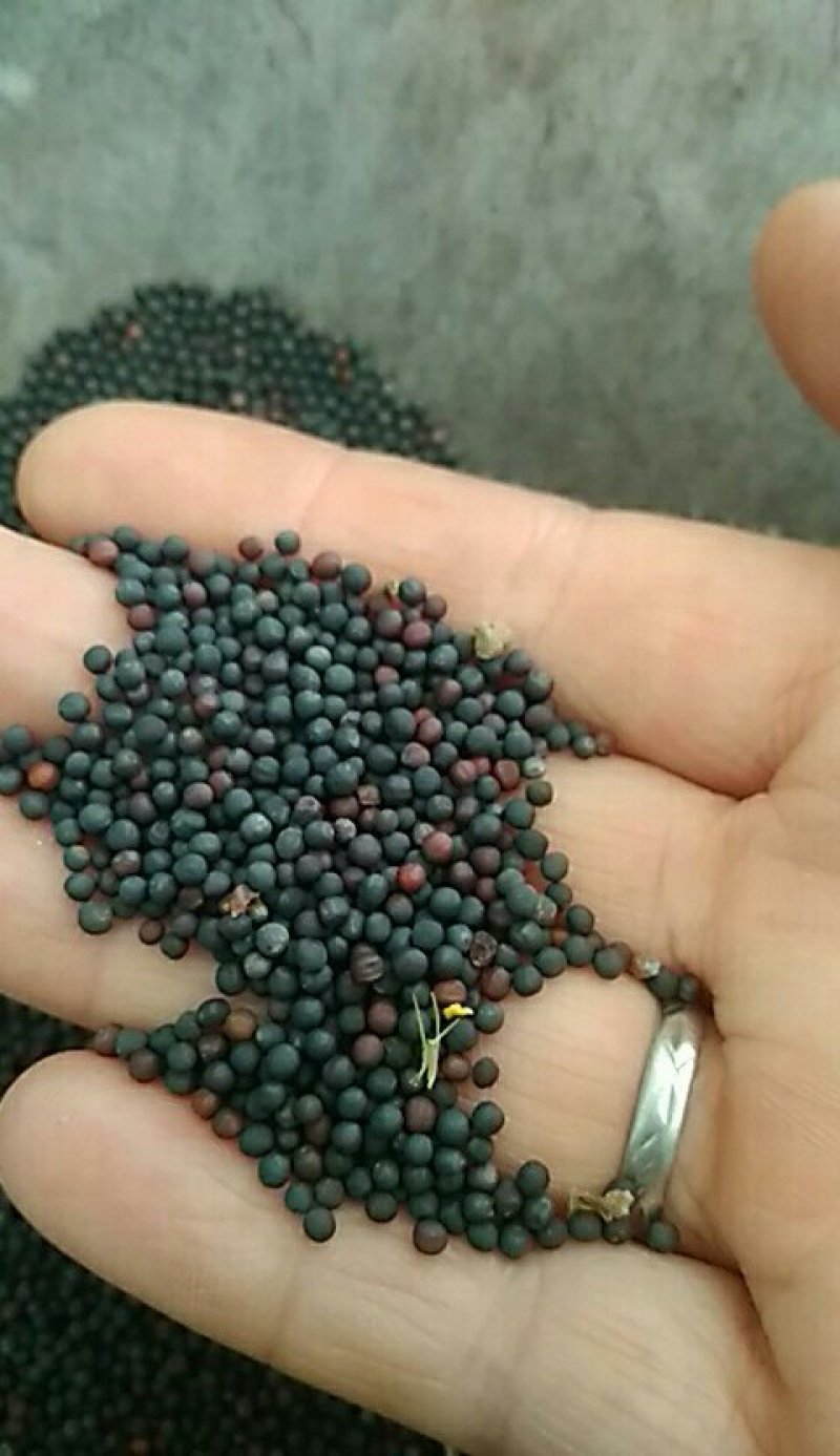 油菜籽陕西汉中洋县本地油菜籽榨油颜色黄靓口味香浓