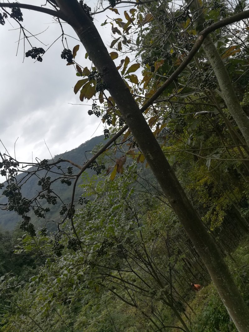 黄柏果红茎优质良种黄柏种子川黄柏鲜果净籽