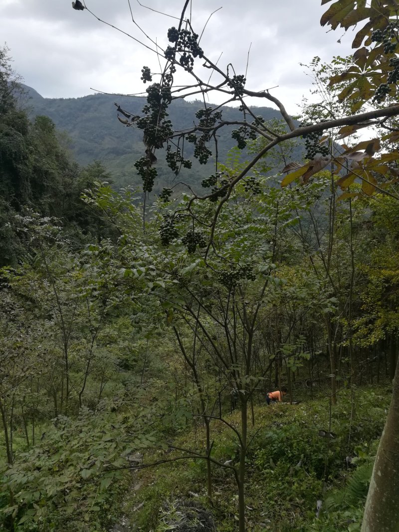 黄柏果红茎优质良种黄柏种子川黄柏鲜果净籽