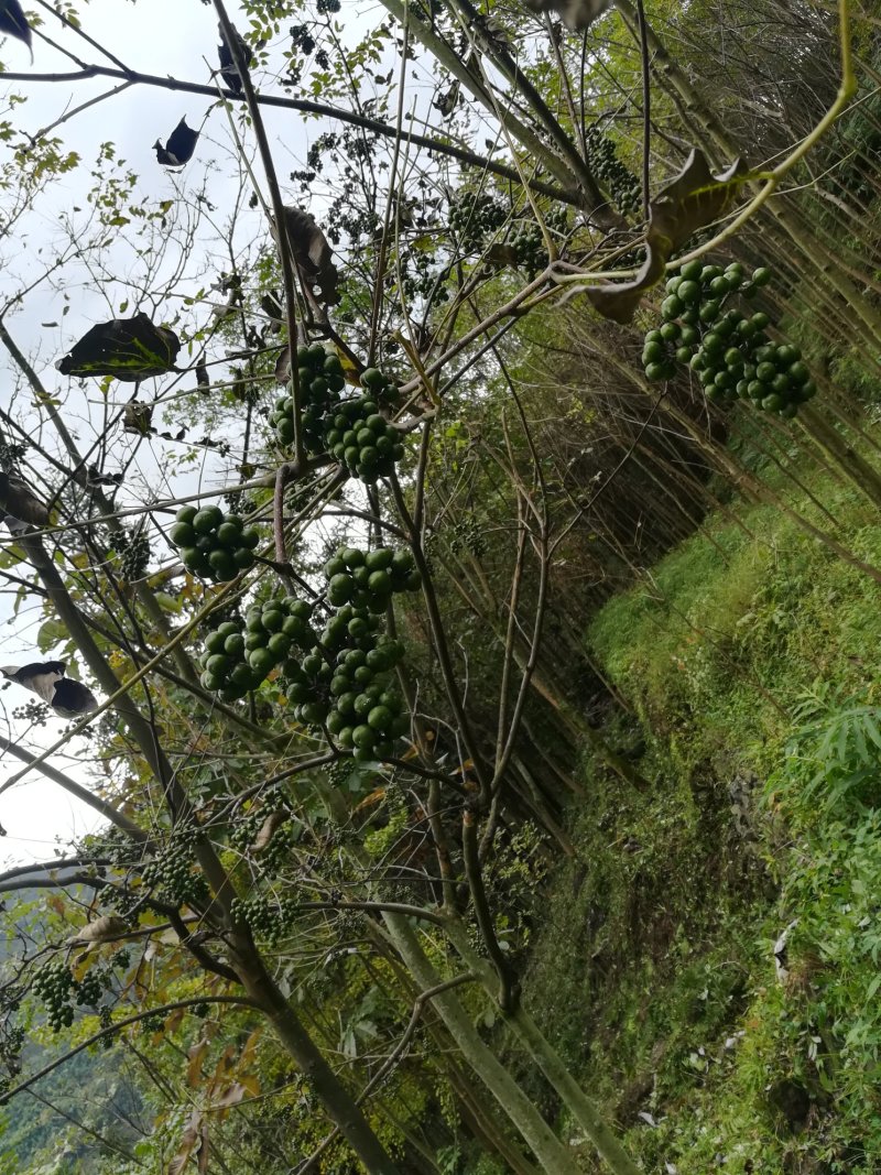 黄柏果红茎优质良种黄柏种子川黄柏鲜果净籽