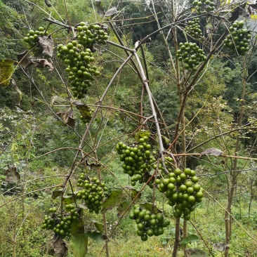 黄柏果红茎优质良种黄柏种子川黄柏鲜果净籽