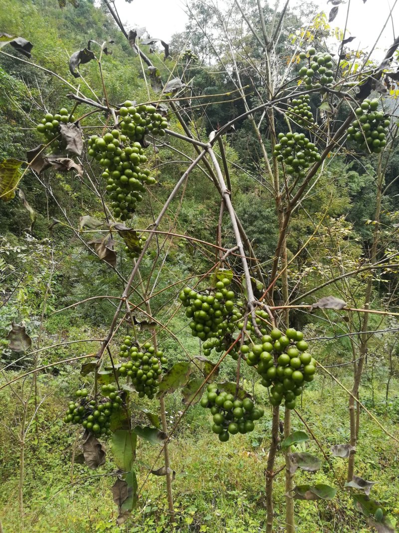 黄柏果红茎优质良种黄柏种子川黄柏鲜果净籽