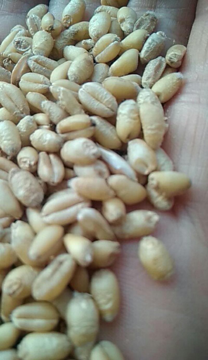 小麦本地货白小麦红小麦都有容重730-750水份11