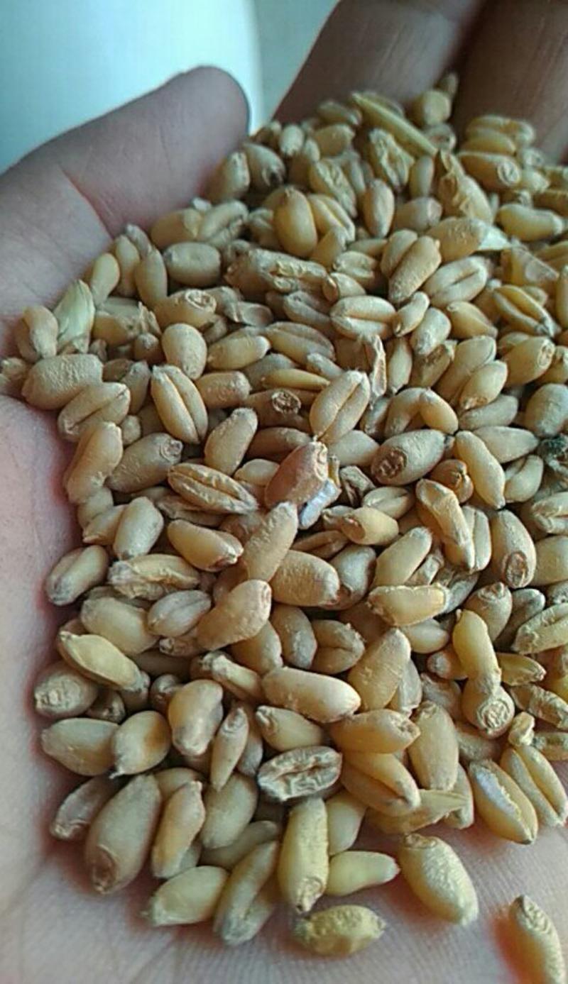 小麦本地货白小麦红小麦都有容重730-750水份11