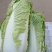 肥城新三号大白菜正在上市中，价格合理，可
