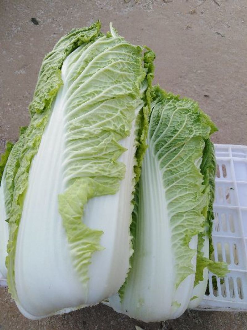 肥城新三号大白菜正在上市中，价格合理，可