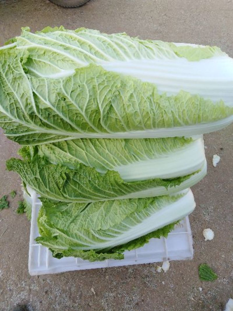 肥城新三号大白菜正在上市中，价格合理，可