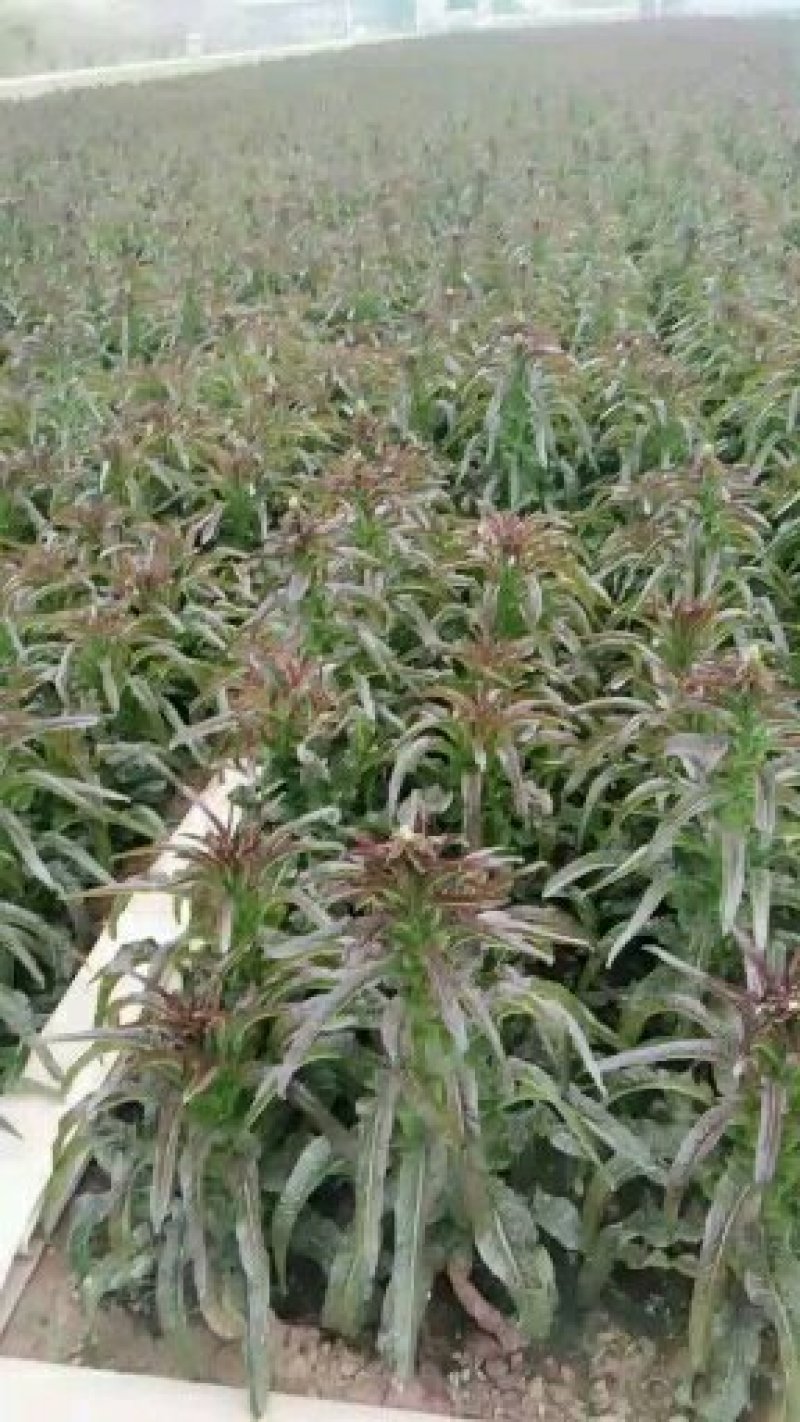 青笋，红叶笋大量上市，品质优，可视频看货支持来款代收代发