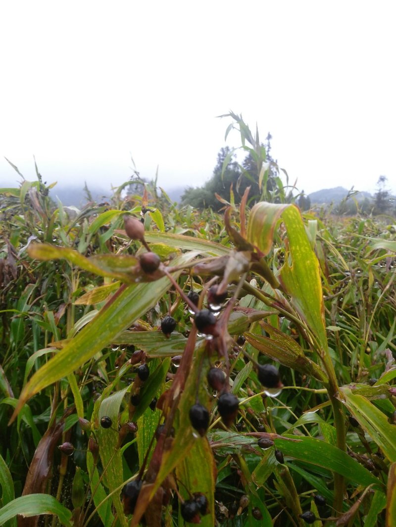薏米薏仁糯薏米小薏仁