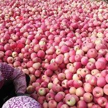 绥中红富士苹果寒富产地直供量大从优对接全国电商平台