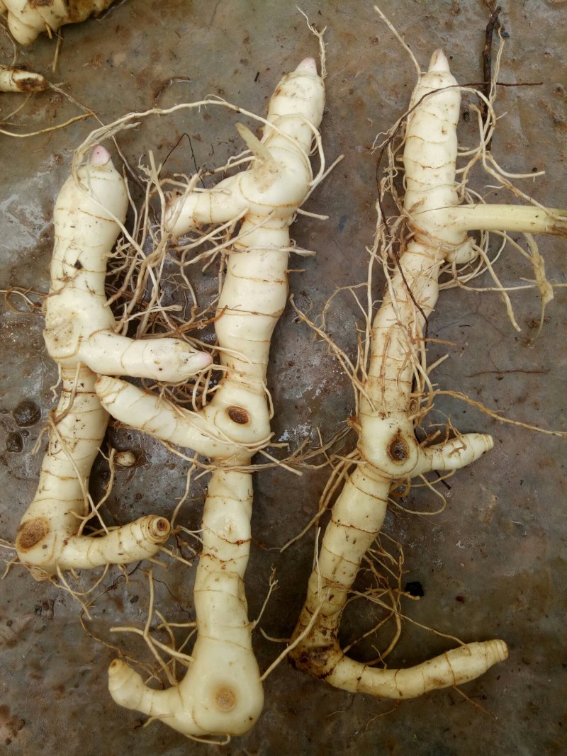 选装大个头湿黄精