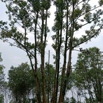 丛生香樟多杆香樟多头香樟袋苗香樟行道树香樟