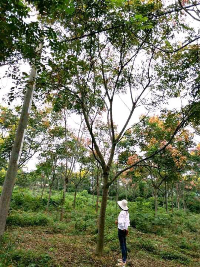 益阳迎风桥香樟质量保证手续齐全