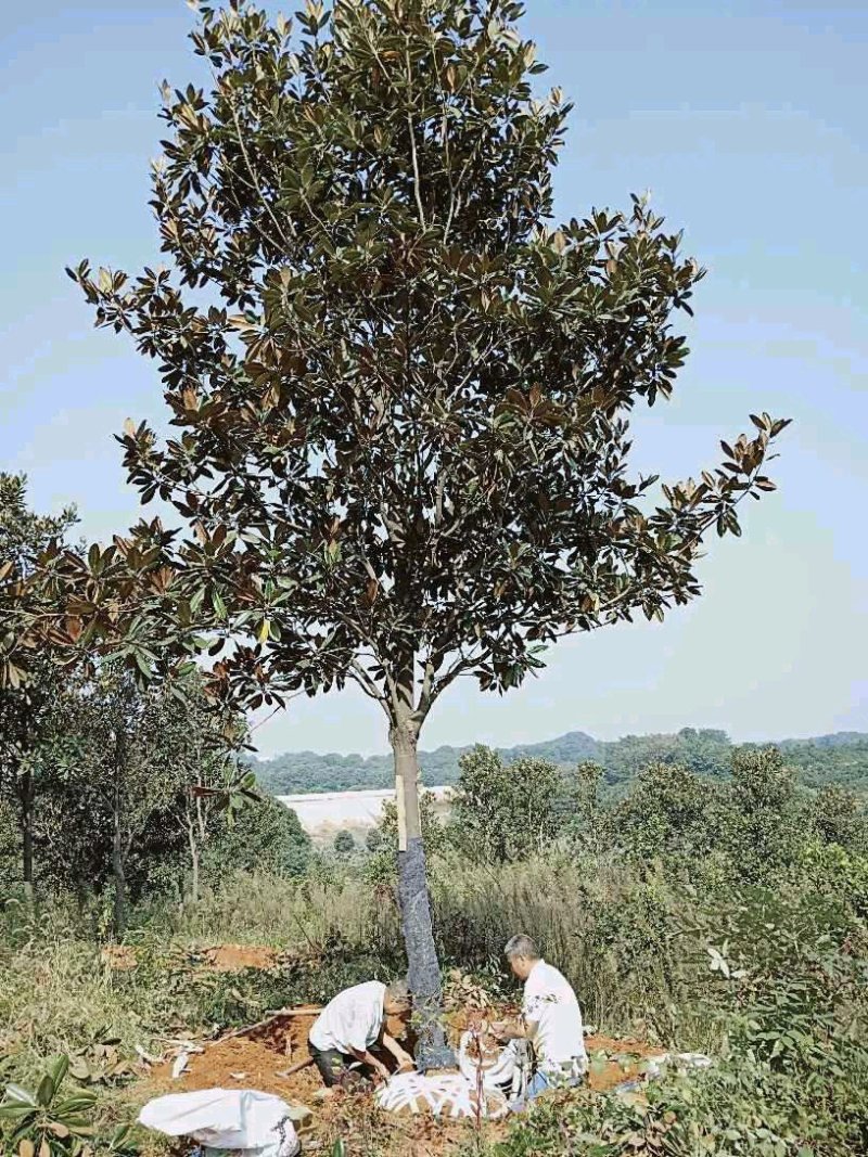 益阳迎风桥香樟质量保证手续齐全
