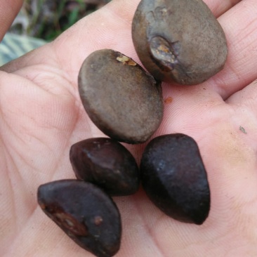 油茶种子，品质保证，成活率高，欢迎大家来电咨询