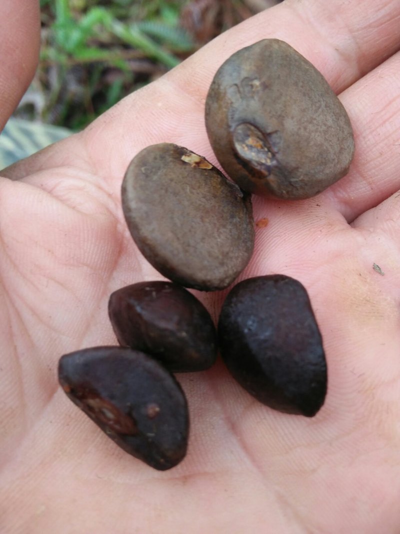 油茶种子，品质保证，成活率高，欢迎大家来电咨询