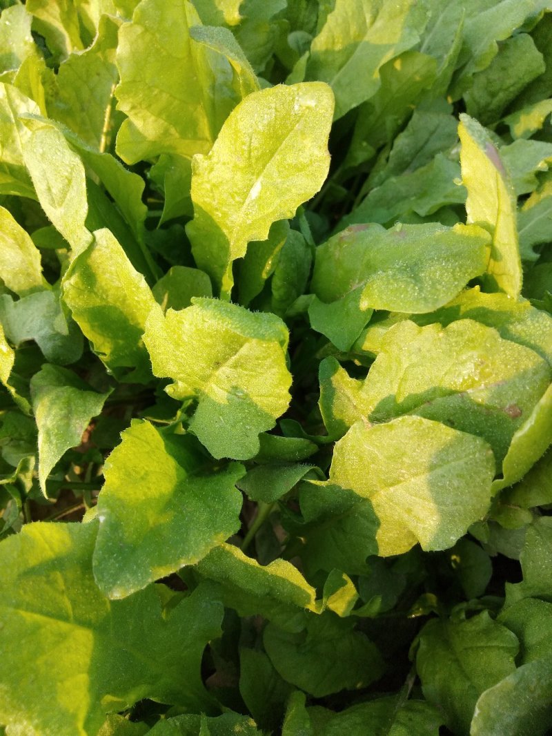 千亩无公害野生荠菜