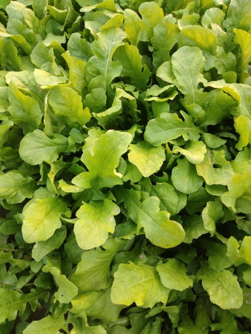 千亩无公害野生荠菜