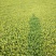 千亩无公害野生荠菜