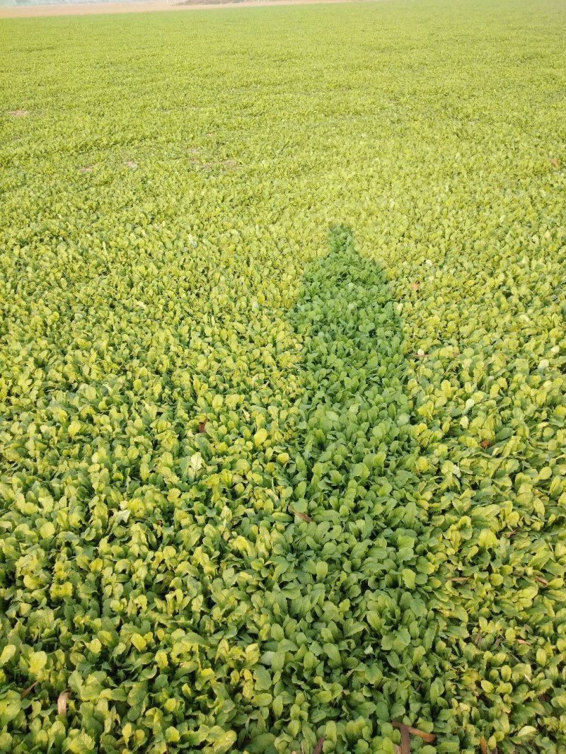 千亩无公害野生荠菜