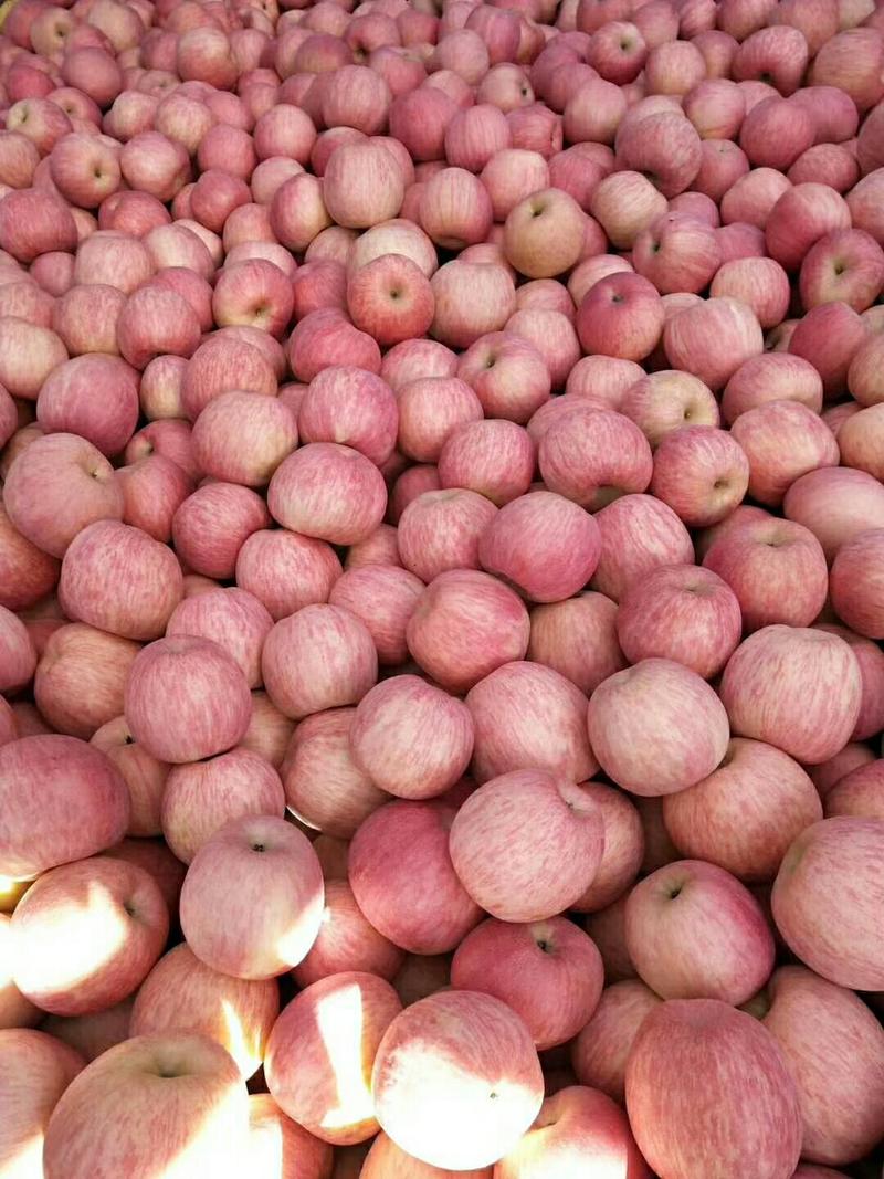 红富士苹果，山东淄博市沂源县，纸袋的，大量批发，不零售