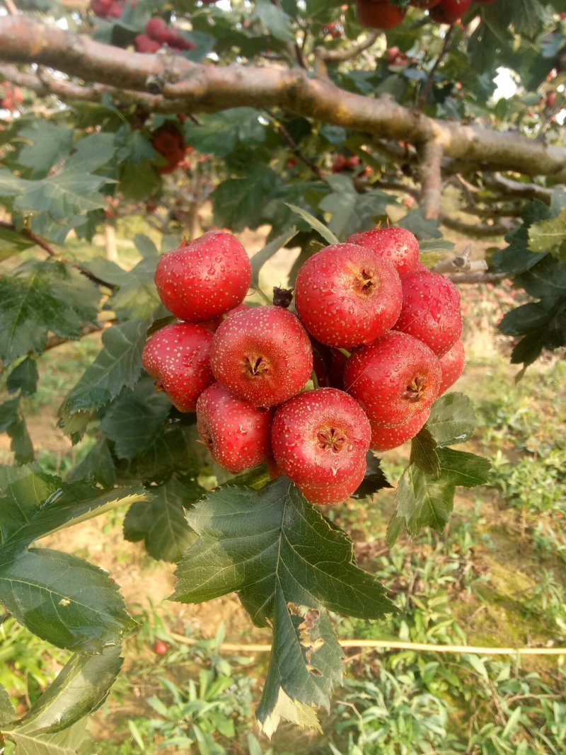 大金星山楂