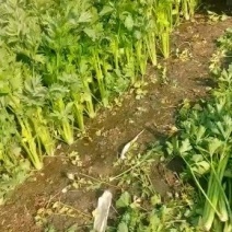 芹菜