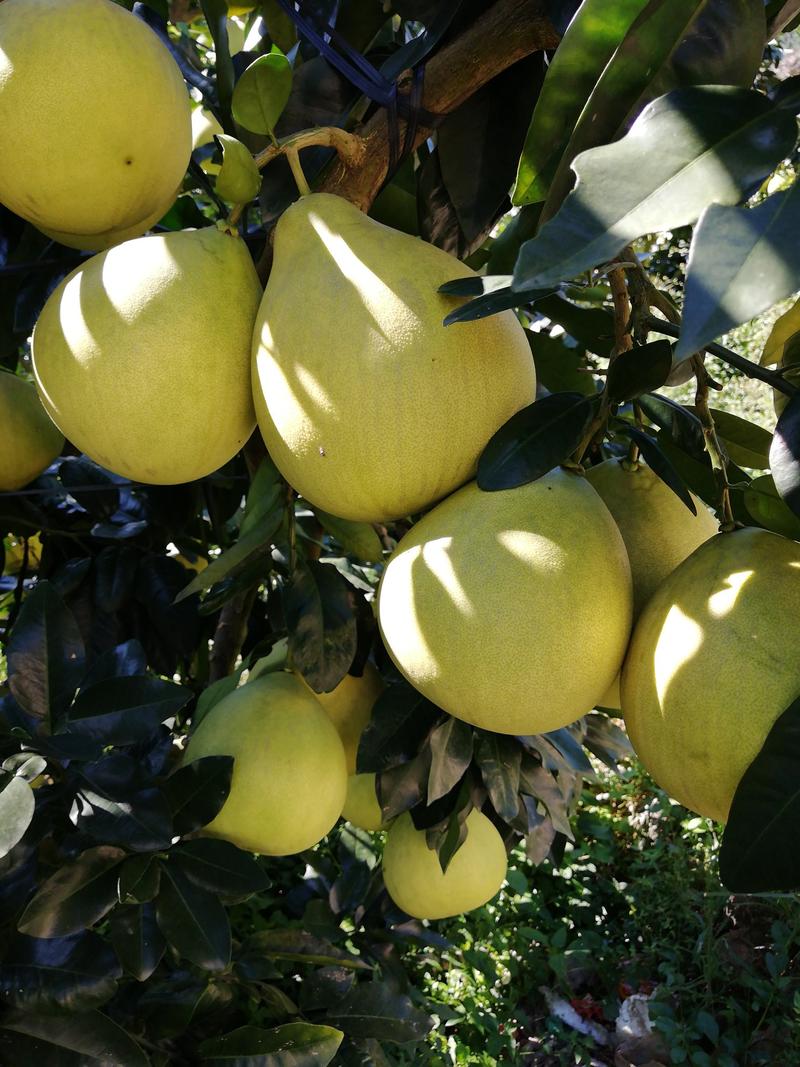 正中平和琯溪蜜柚原产地直供，源头发货，质量保证！