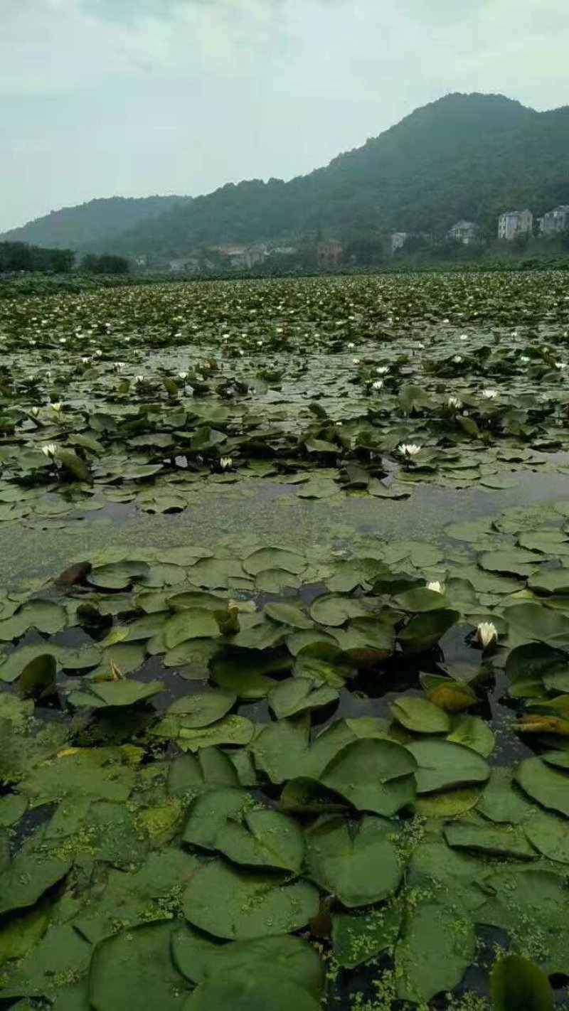 睡莲