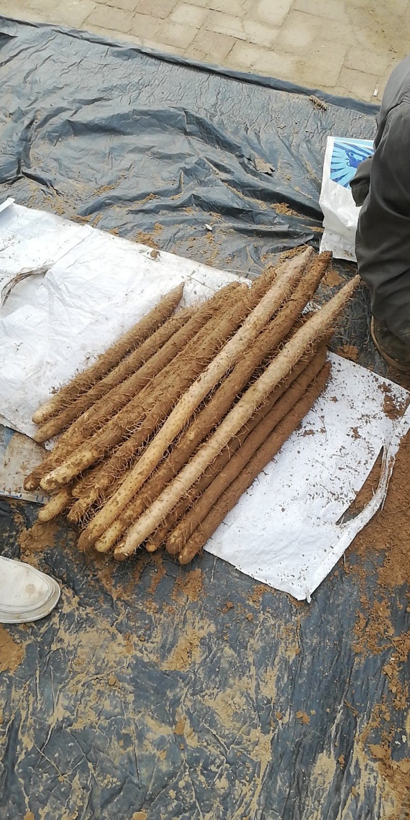 麻山药棒山药河北山药棒药长年有货产地直供