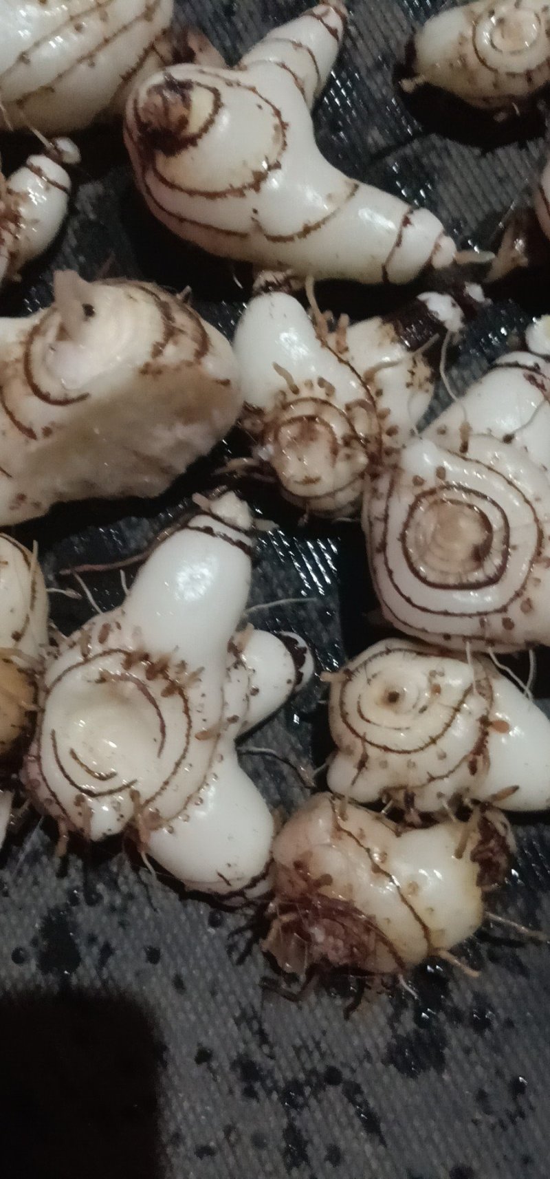 白芨