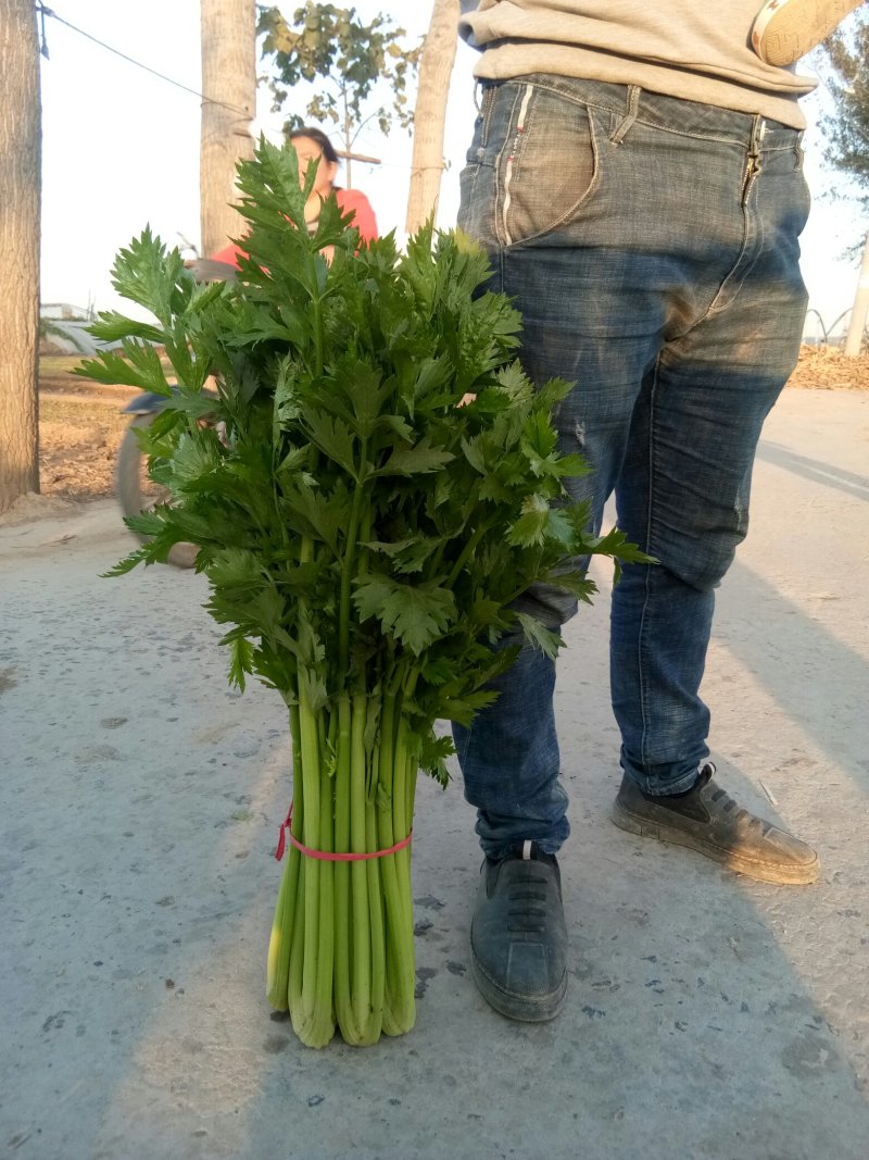 西芹，滑县城关史古大棚西芹，有需要的联系了，