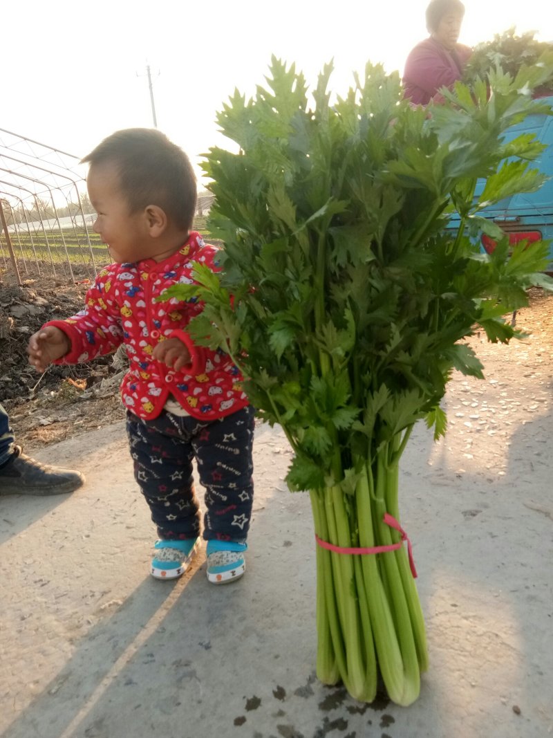 西芹，滑县城关史古大棚西芹，有需要的联系了，