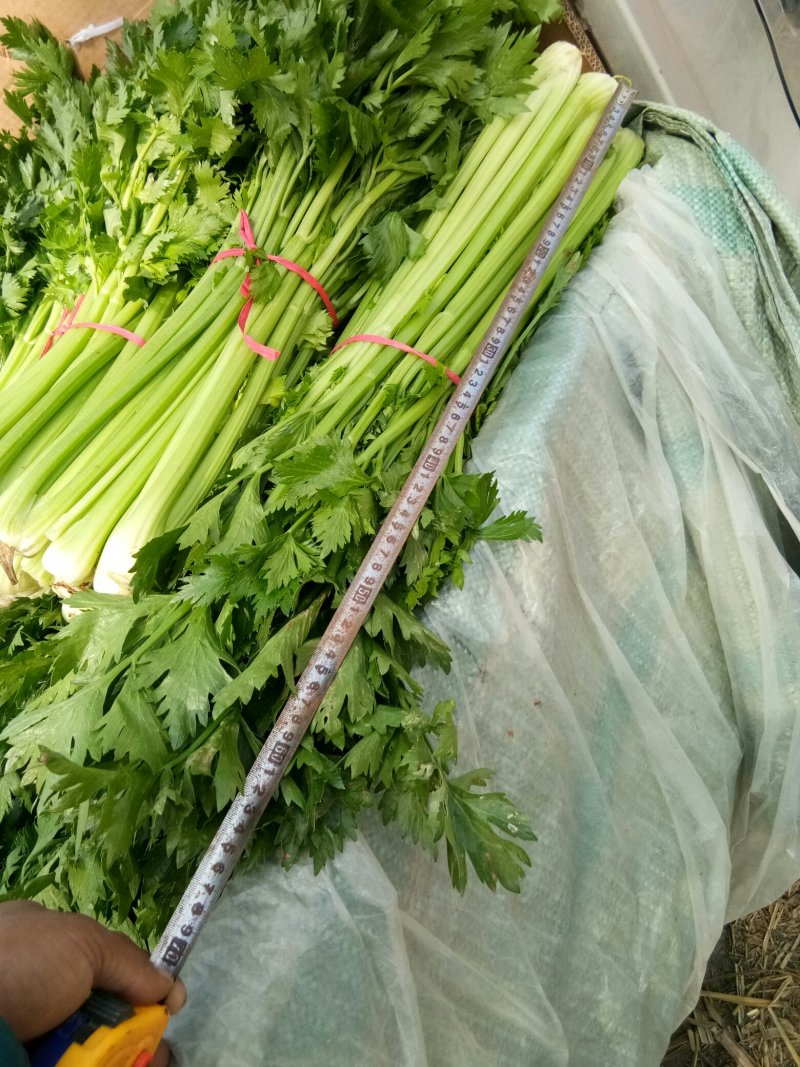 西芹，滑县城关史古大棚西芹，有需要的联系了，
