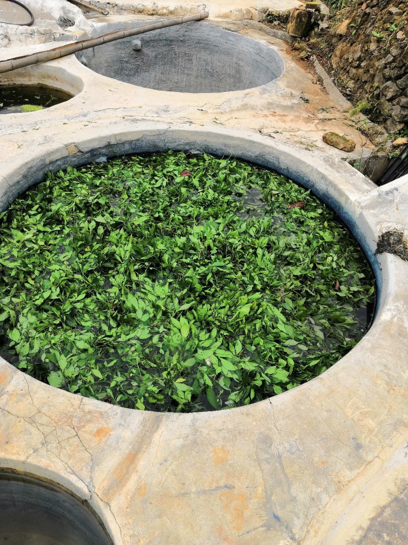 福建仙游仙游书峰福建宏毅青黛种植专业合作社