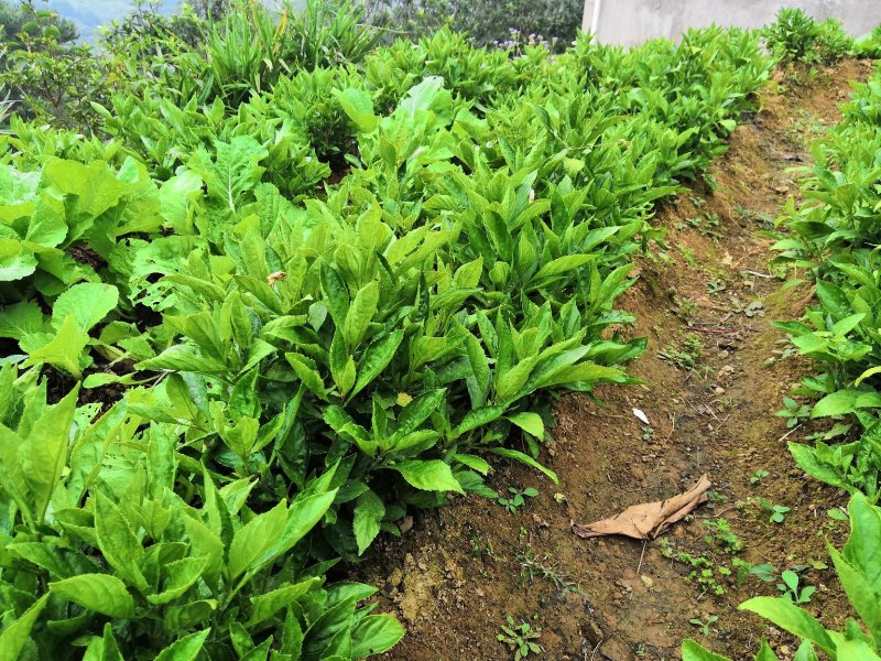 福建仙游仙游书峰福建宏毅青黛种植专业合作社
